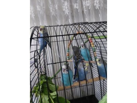 Yuvadan yeni düşen 1 aylık muhabbet kuşu yavrular