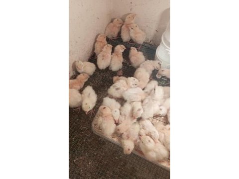 Yeni çıkım etlik teksas bıldırcın yavruları