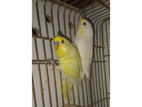 Muhabbet kuşları yavru ve damızlık boylar