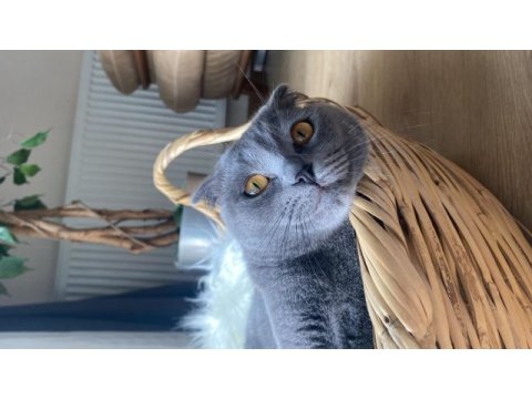 Scottish fold kedimiz sheba için yuva arıyoruz
