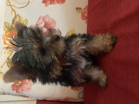Safkan sıfır numara yorkshire terrier köpekler