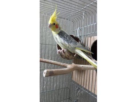 Acil satılık sultan papağanları