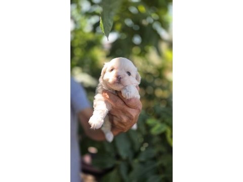 Kar topu bebek köpekler