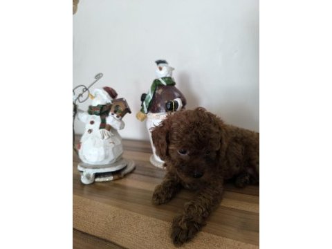 Orjinal kore kanı taşıyan erkek poodle yavrusu