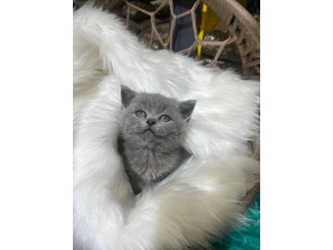 Güzel british shorthair yavrular yeni yuvalarını arıyor
