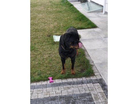 Çiftleştirme ilanı erkek kif şecereli rottweiler