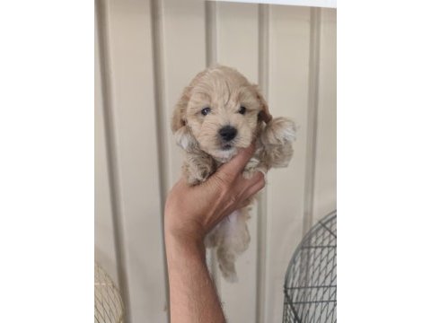 3 erkek kardeş maltipoo