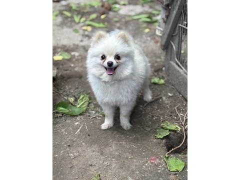Pomeranian boo yavrularımız teslime hazır