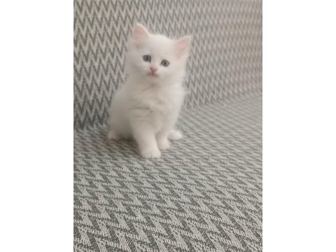 2 aylık british longhair beyaz yavrularımız