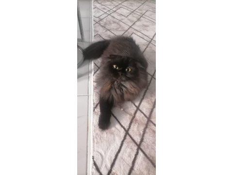 Dişi cins kedimiz