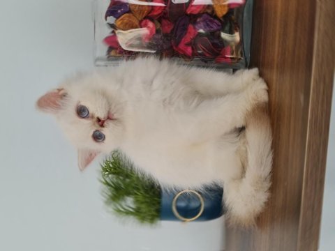 Ny1133 erkek ve dişi 3 aylık british longhair