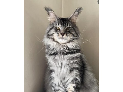 Safkan mavi gözlü maine coon xxl şecereli