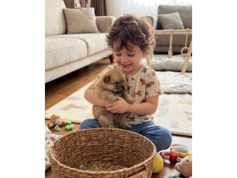 Pomeranian kızım sahibini arıyor uygun