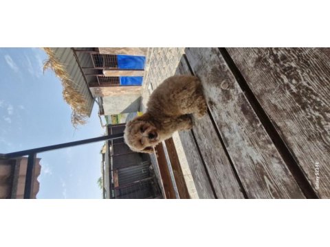 Toy poodle 2 aylık yavrularımız
