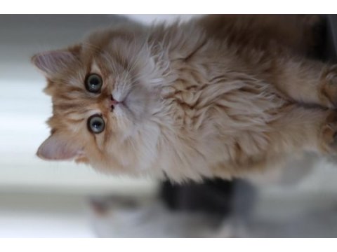 British longhair erkek kedimiz