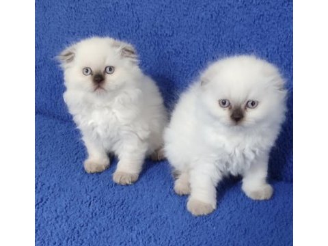 Scottish fold losgheyr yavrular teslime hazırdır