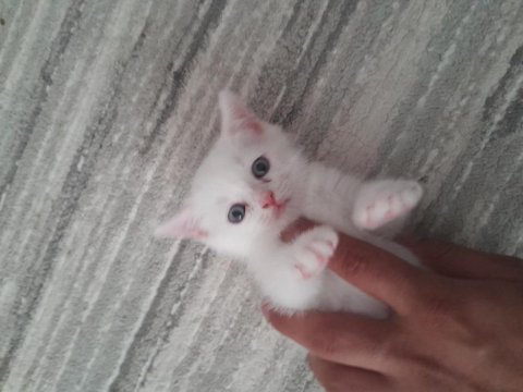 2ayliktir