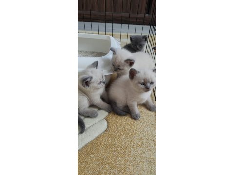 Cins kedi british shorthair