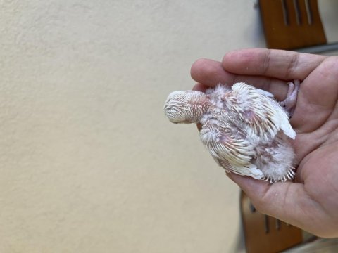 Cremio kırmızı göz el besleme sevda papağanı