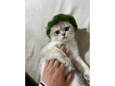 4.5 aylık dişi chinchilla