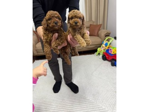 Tuvalet eğitimli yavru kore toy poodle