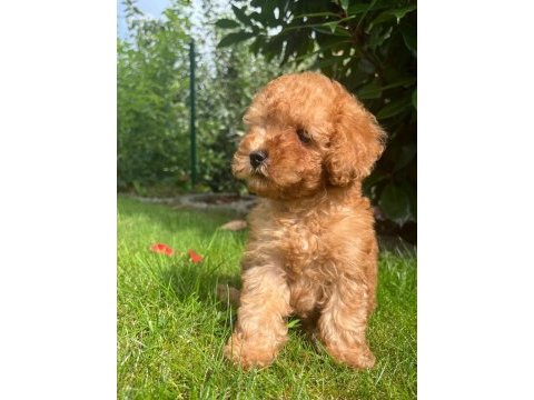 Toy poodle bebekler 0 boy aşılı