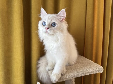 Maviş pamuk oğlan kedimiz