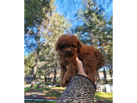 Türkiye'nin en büyük toy poodle çiftliğinden
