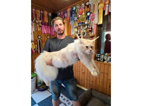 Xxxl maine coon erkek wcf full