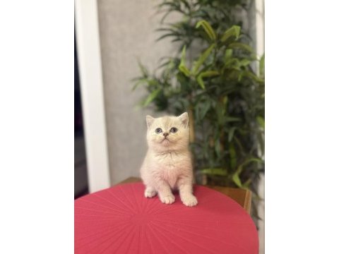Brıtısh shorthair sılver yavrularım 