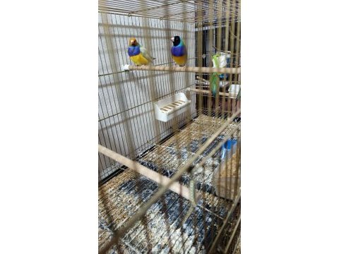 Sahibinden farklı renklerden ve cinslerden finch kuşlar