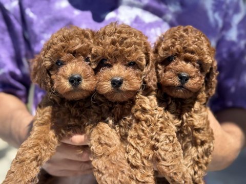 Yasal ruhsatlı çiftlikden minyatür poodle
