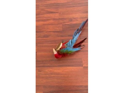 Resim kuşu kırmızı mavi macaw mevcut