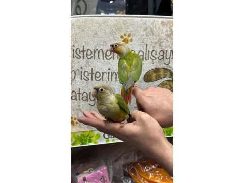 Her renk bebek konur papağanları