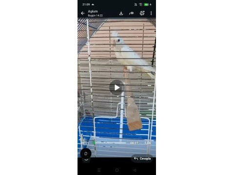 Albino kırmızı göz yavru 3 adet sultan