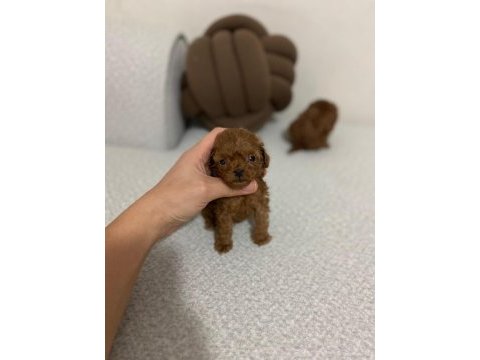 Teacup erkek yavru toy poodle
