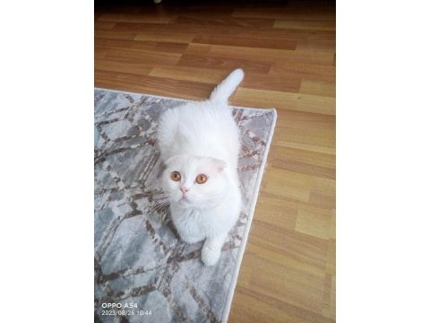 Scottish fold beyaz kedimiz
