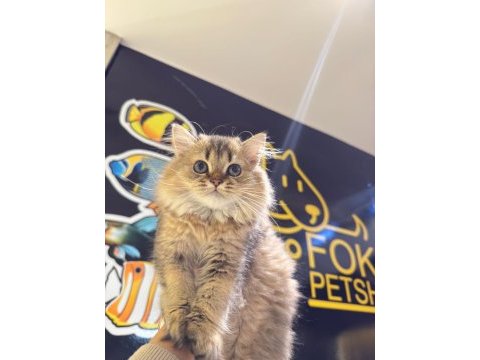 British golden longhair