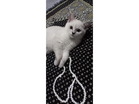 British shorthair