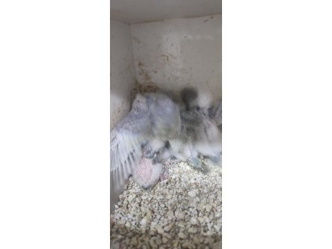 Muhabbet takım sahiplendirilecek
