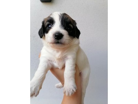 Çok sevimli mınnaklar maltipoo