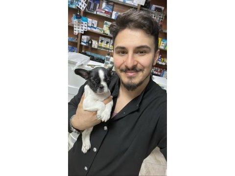 Kalite french bulldog bebekler