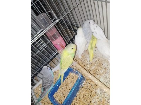 Kırmızı göz muhabbet kuşu