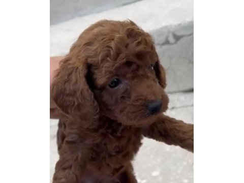 Red brown poodle yavrular