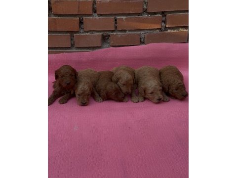 Muhteşem güzellikte safkan toy poodle yavrular