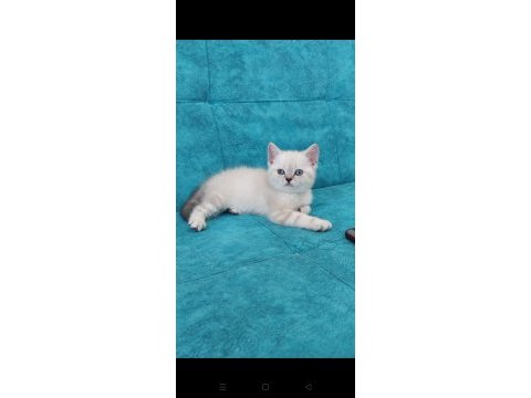 Güzel british shorthair bebeklerim