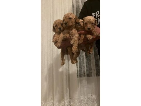 Orjinal toy poodle ev doğumlu bebeklerimiz