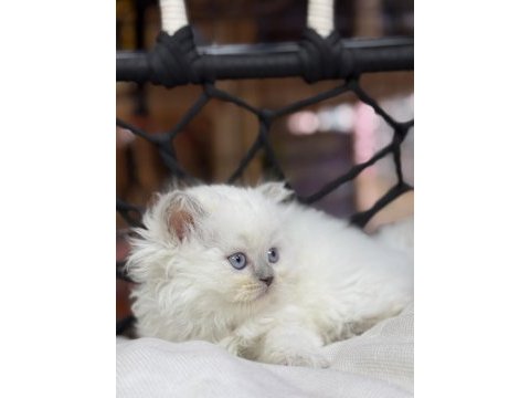British longhair güzelliği