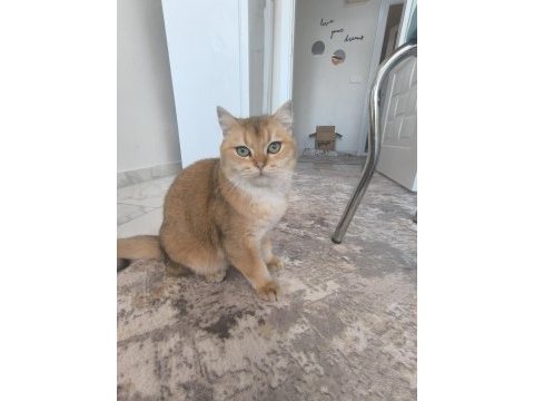Safkan british longhair yavrularım