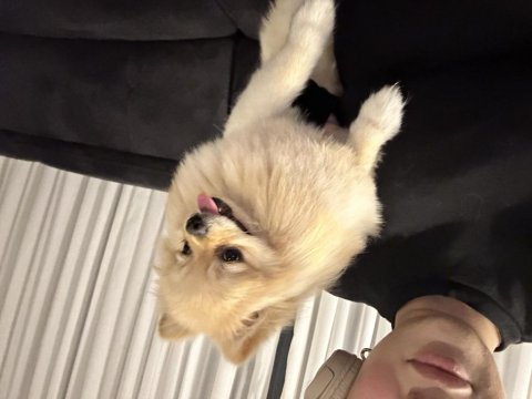 Pomeranian en küçük boy erkek
